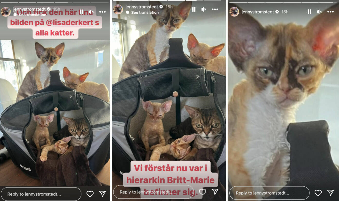 Fem katter i en kattsäng