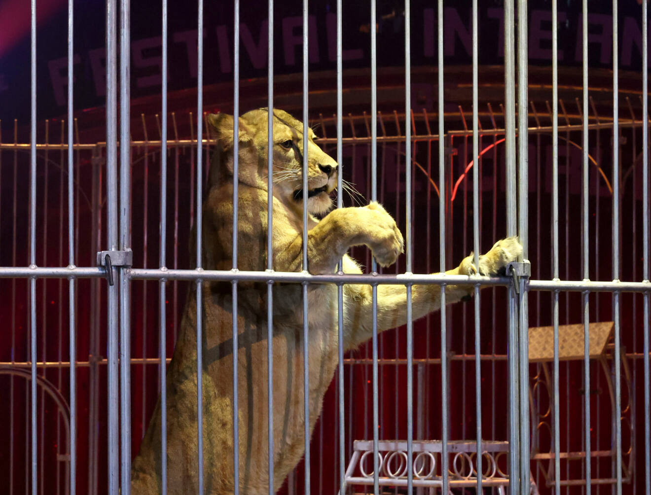 Lejon i bur under den 46:e cirkusfestivalen i Monaco, med furstefamiljen i publiken