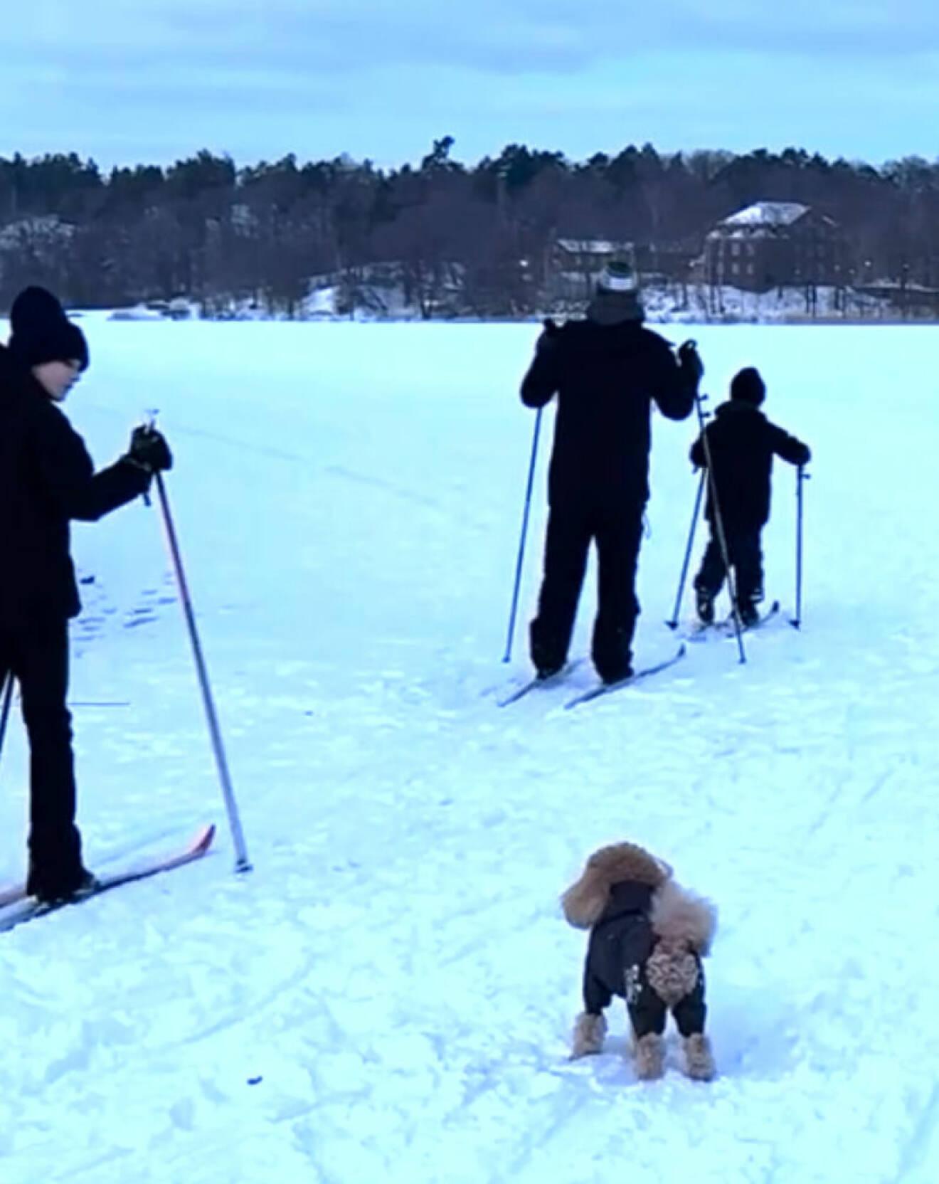 Prinsessan Estelle, prins Daniel och prins Oscar åker skidor med hunden Rio