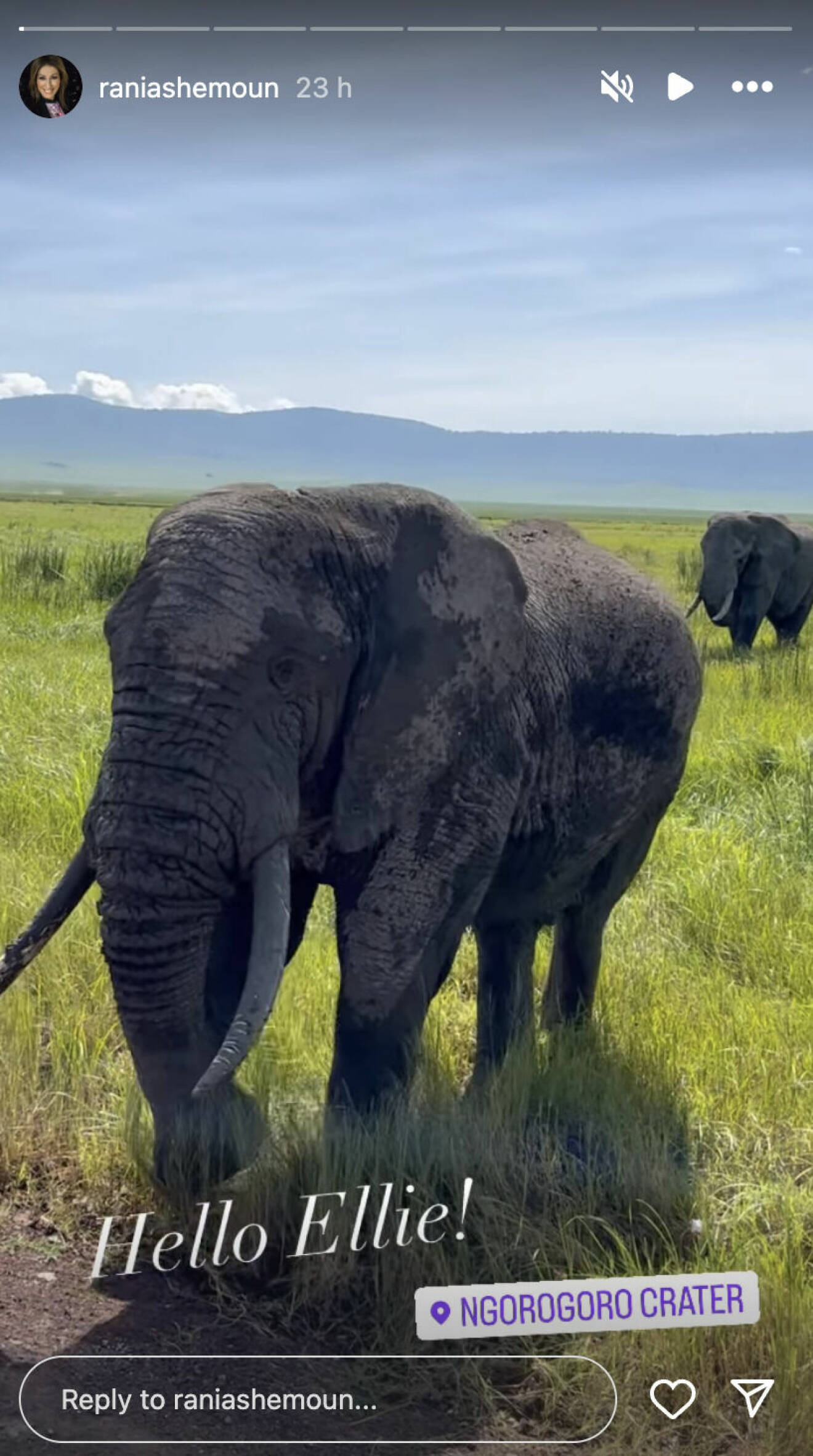 En skärmdump från Instagram, en bild på en elefant