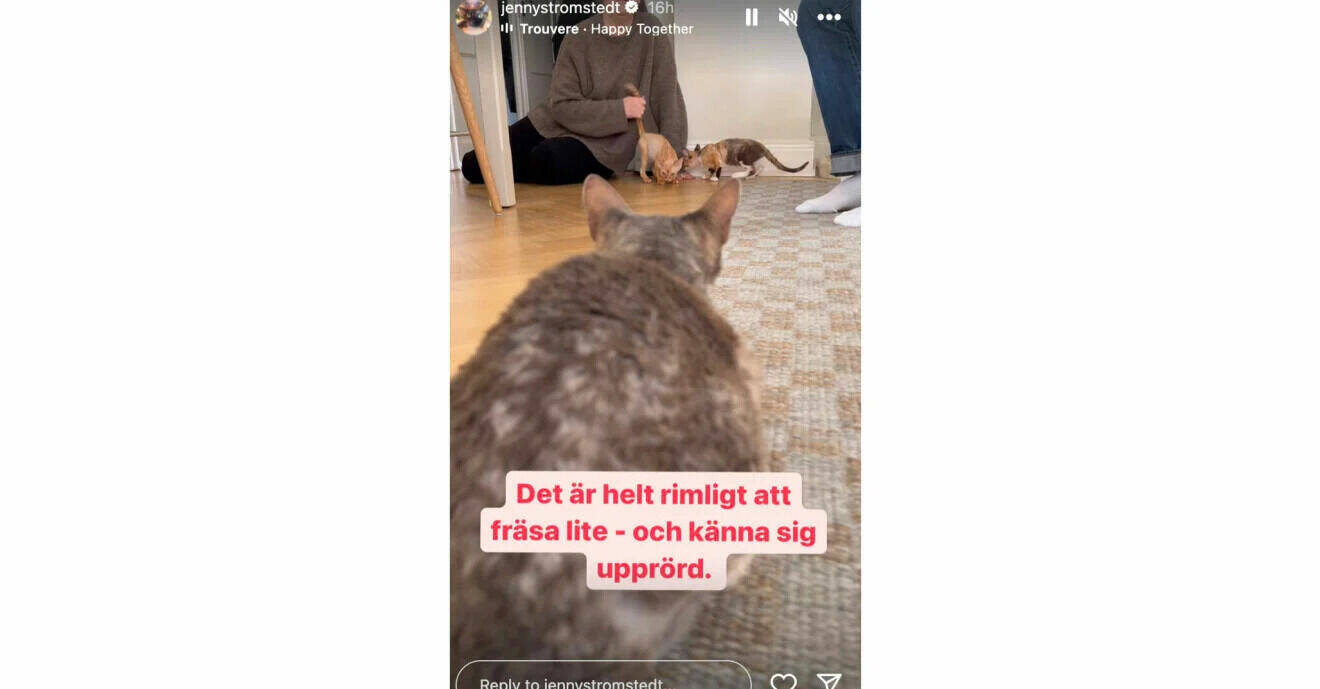 Jenny och Niklas Strömstedts gamla katt kollar på familjens två nya katter
