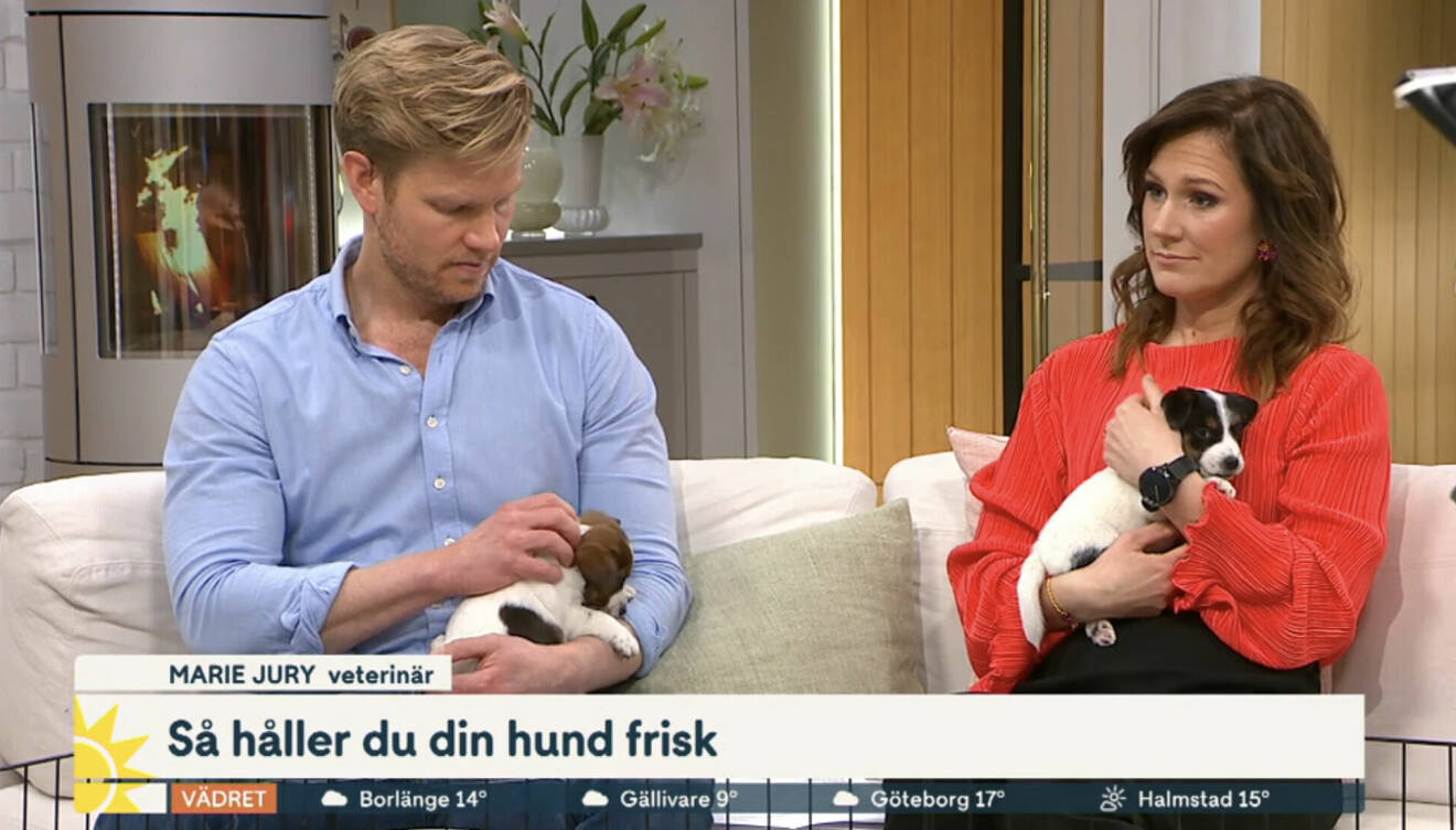 Martin Järborg och Maria Forsblom med hundvalpar i Nyhetsmorgon