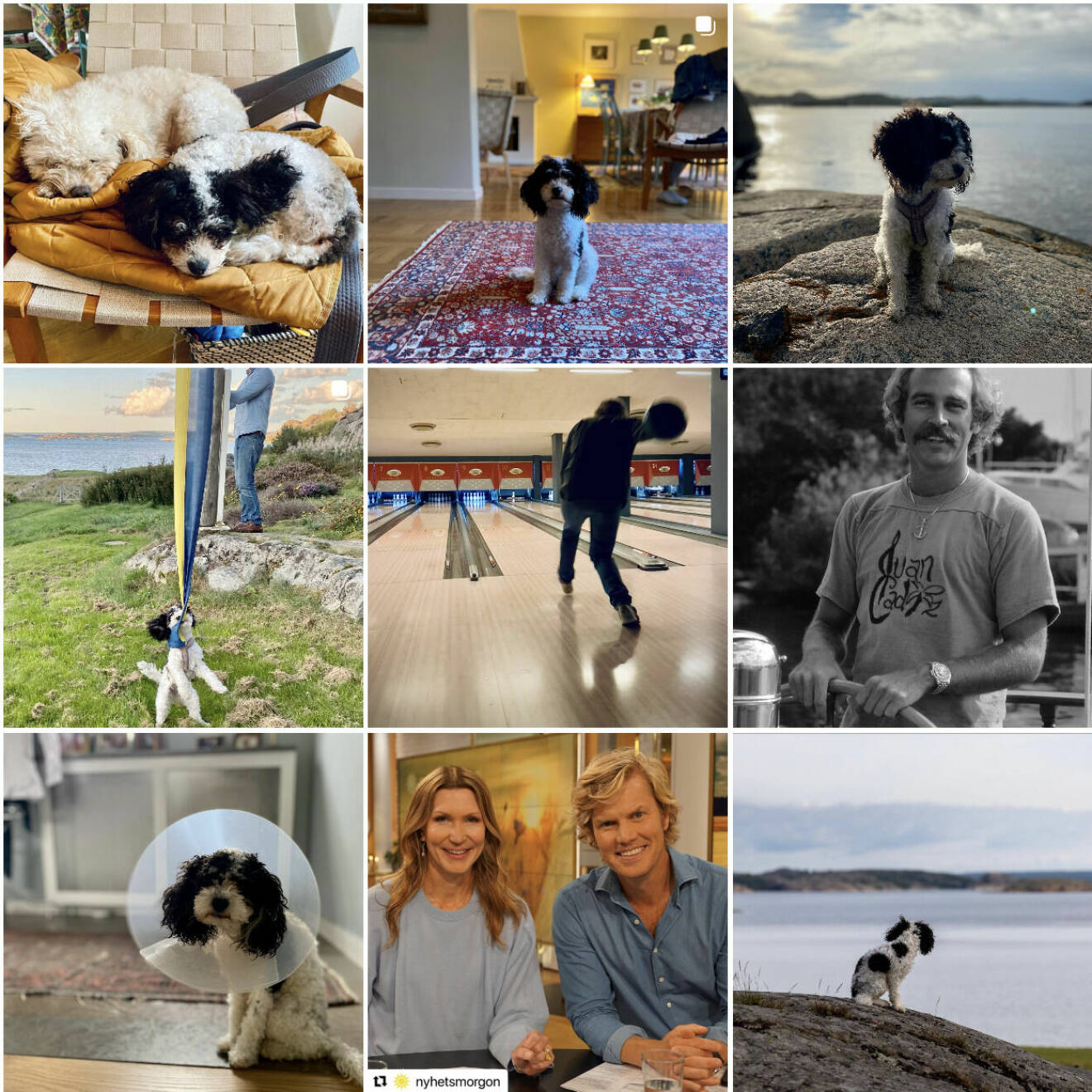 Martin Järborgs Instagramflöde där hunden Majken är med på majoriteten av bilderna