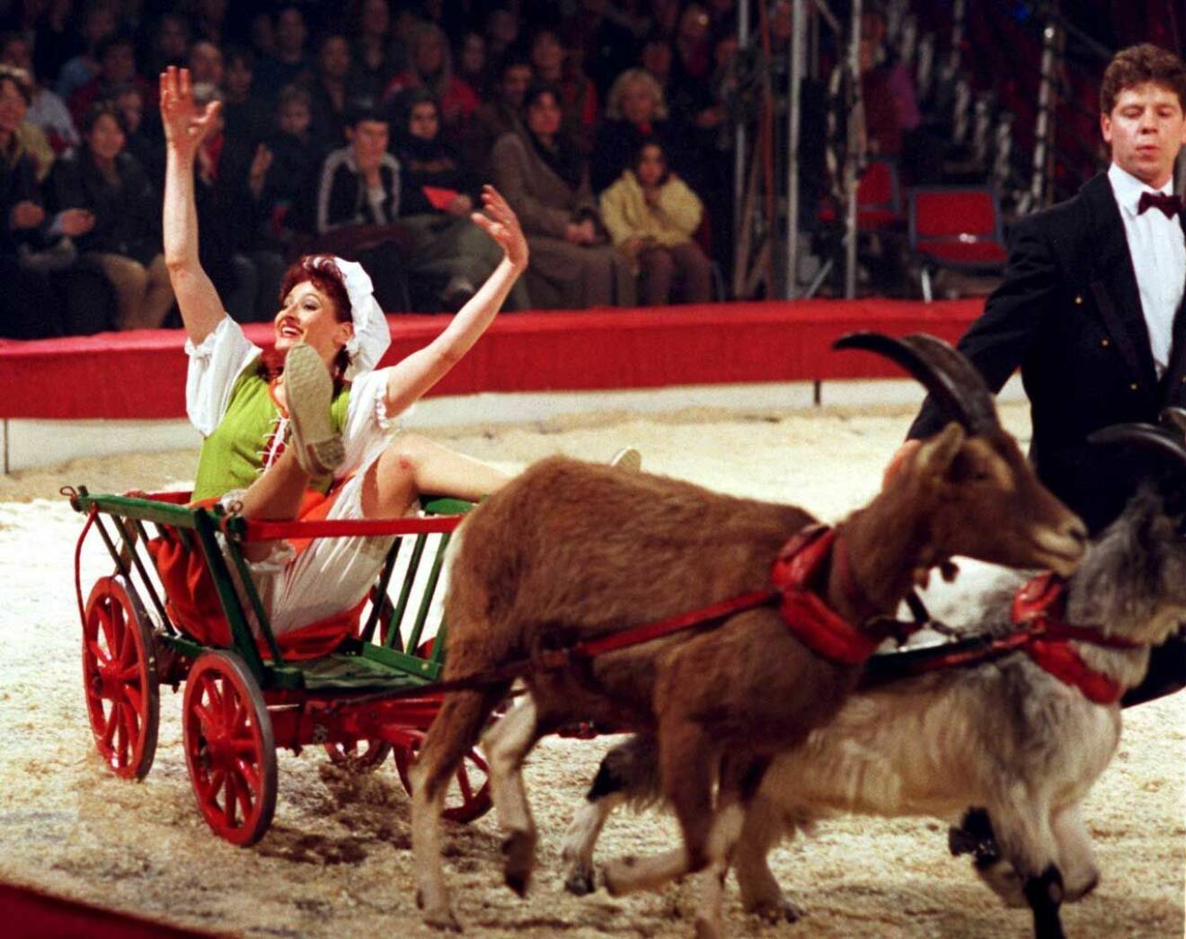 1998 är året och då är det både kossor, getter och får på cirkusarenan! 