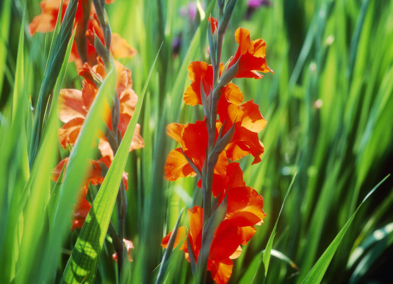 Gladiolus röda (c) Bo Brännhage / Naturfotograferna /IBL Bildbyrå