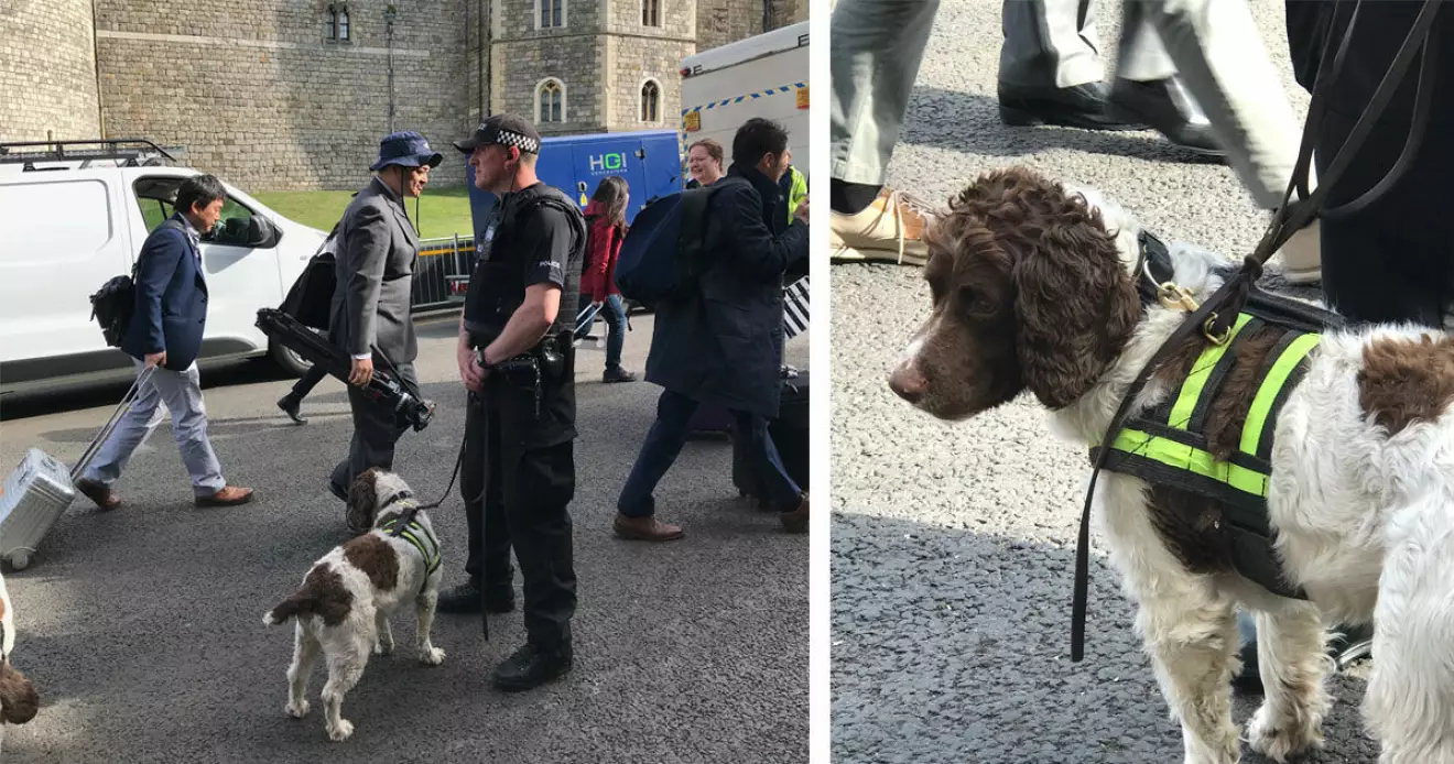 Poliser tillsammans med sina hundar håller läget i Windsor under kontroll.