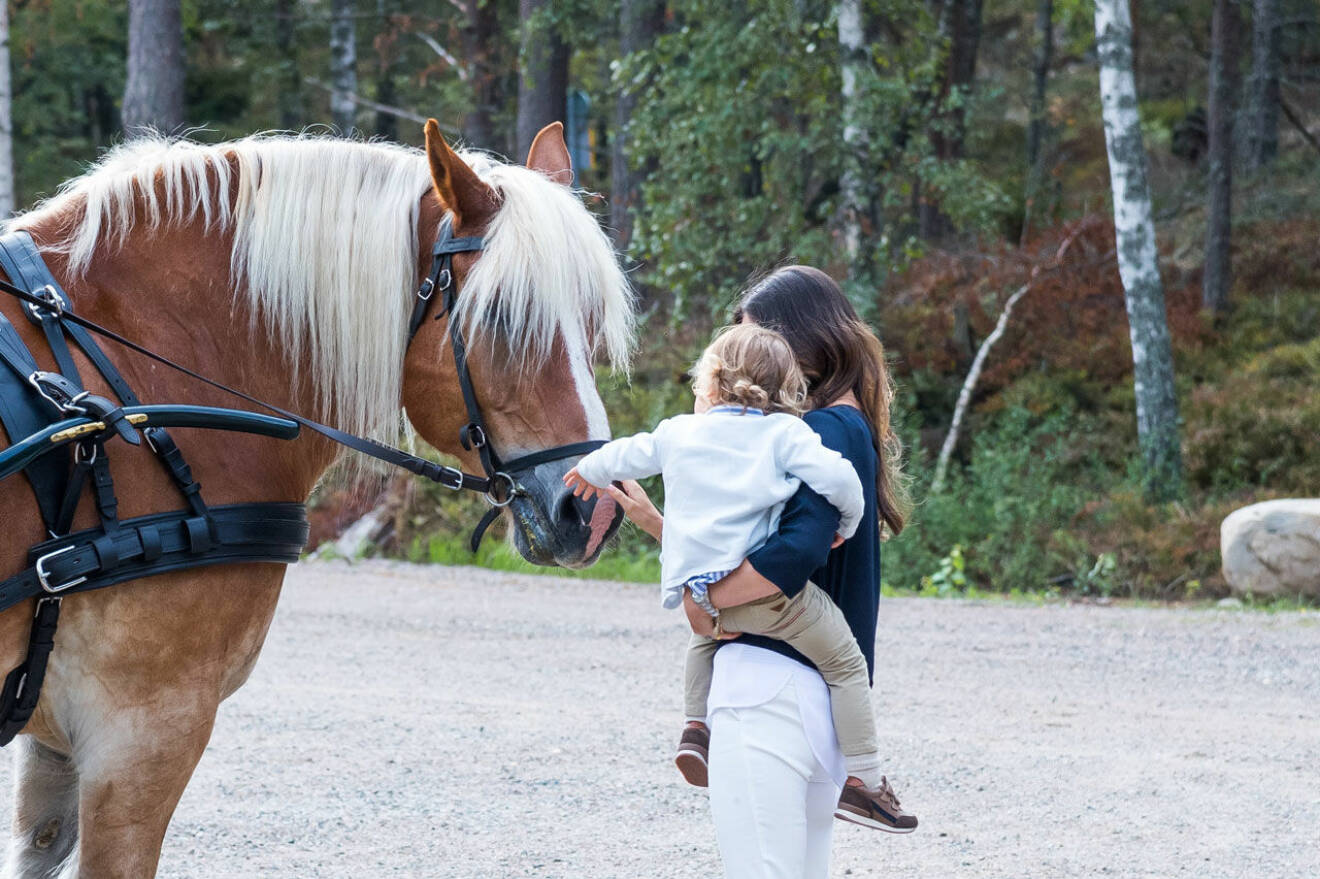 Prins Alexander fick träffa hästen som drog fram familjen i vagnen. 