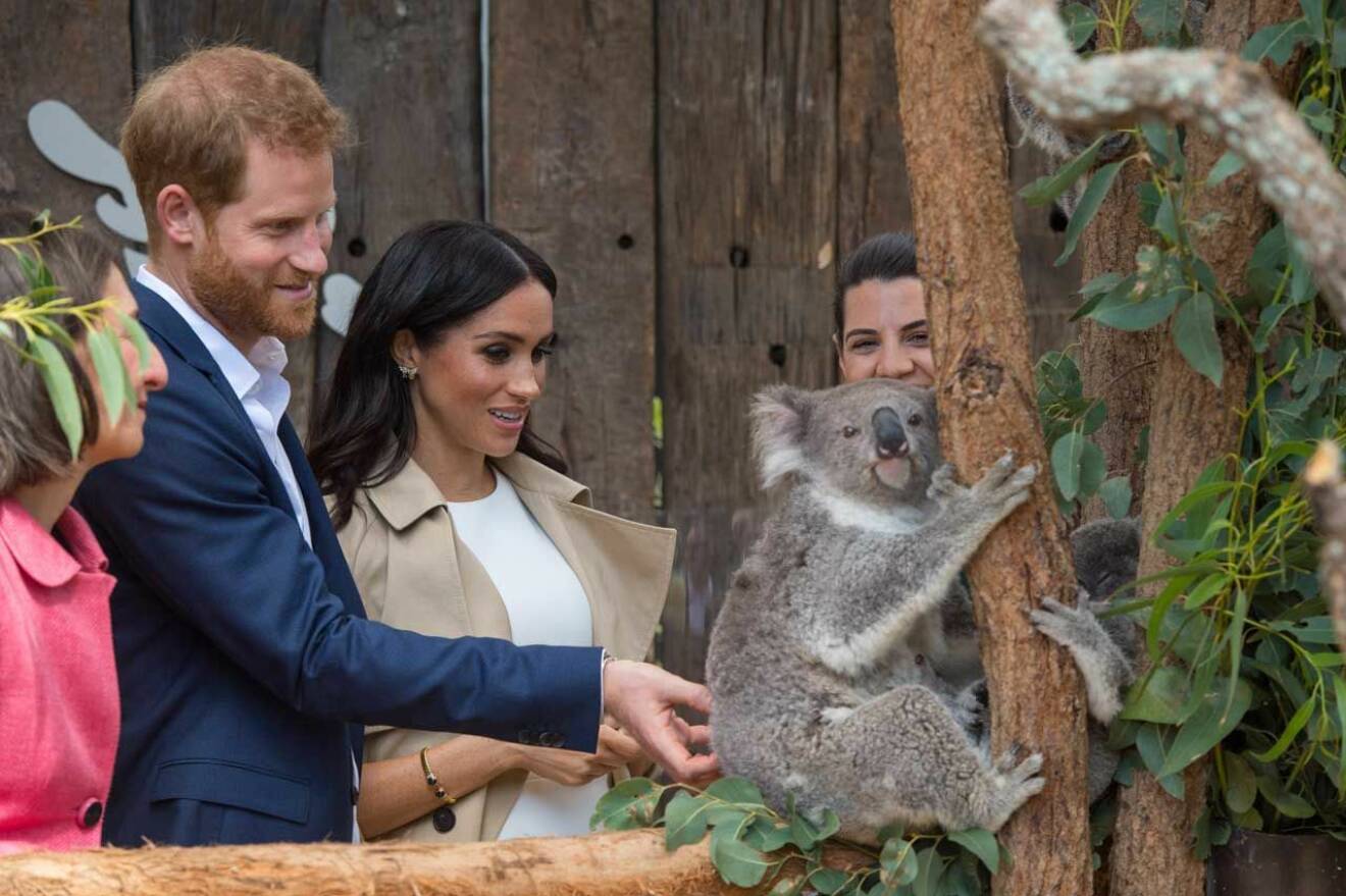 Även koalorna på djurparken fick sin beskärda del av prinsparets kärlek.