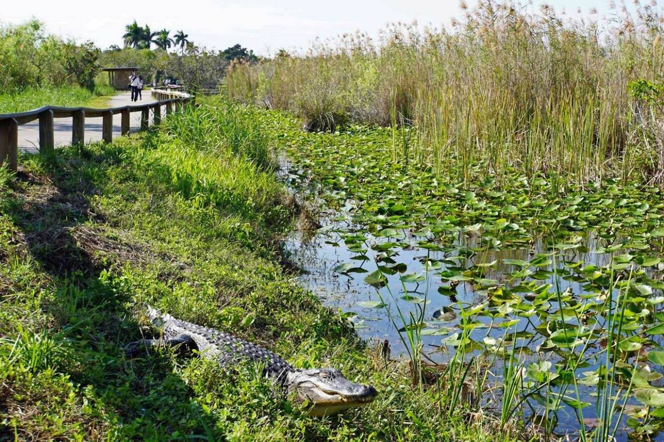 Everglades nationapark återfinns på UNESCO:s världsarvslista