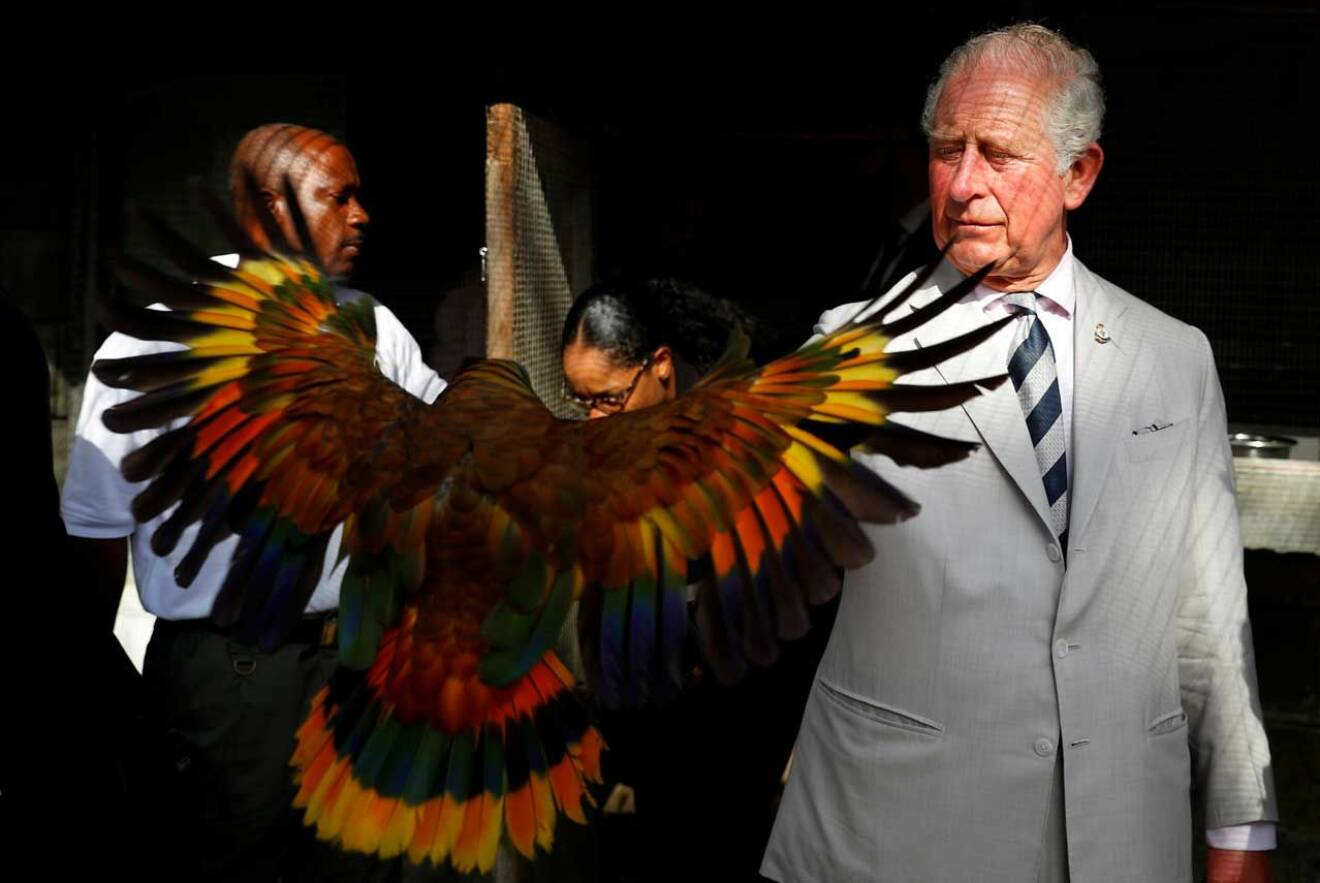 Prins Charles fick chansen att hålla i fåglar under sitt besök på botaniska trädgården i Saint Vincent och Grenadinerna.