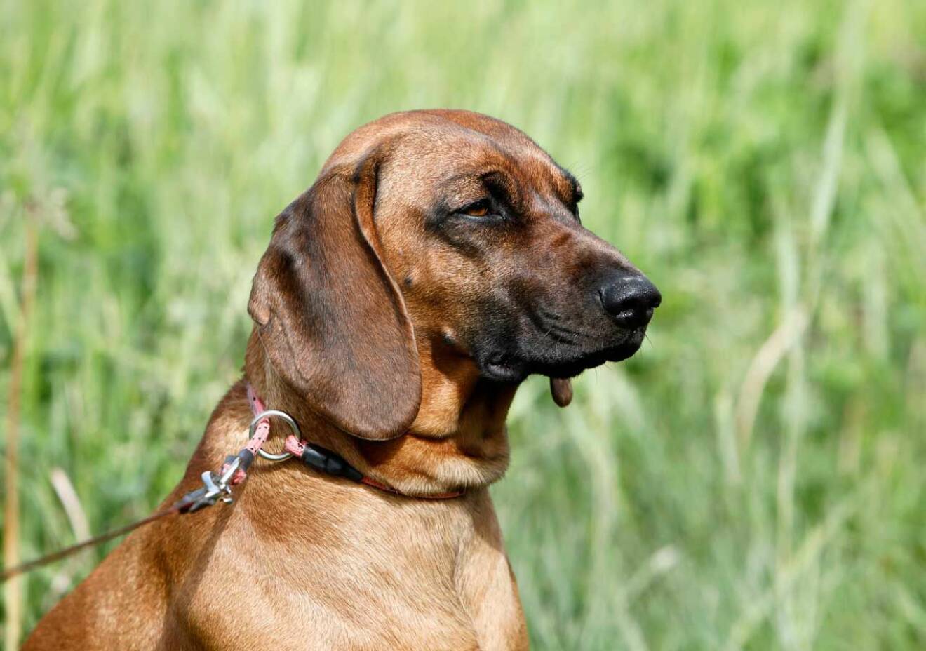 Kungens vovve Brandie är en bayersk viltspårhund. Hon fyller fem år på självaste nationaldagen.