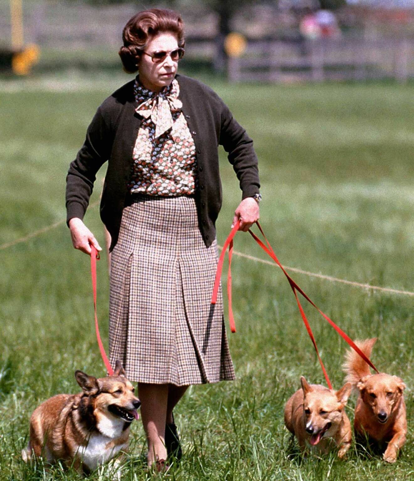 drottning Elizabeth hundar
