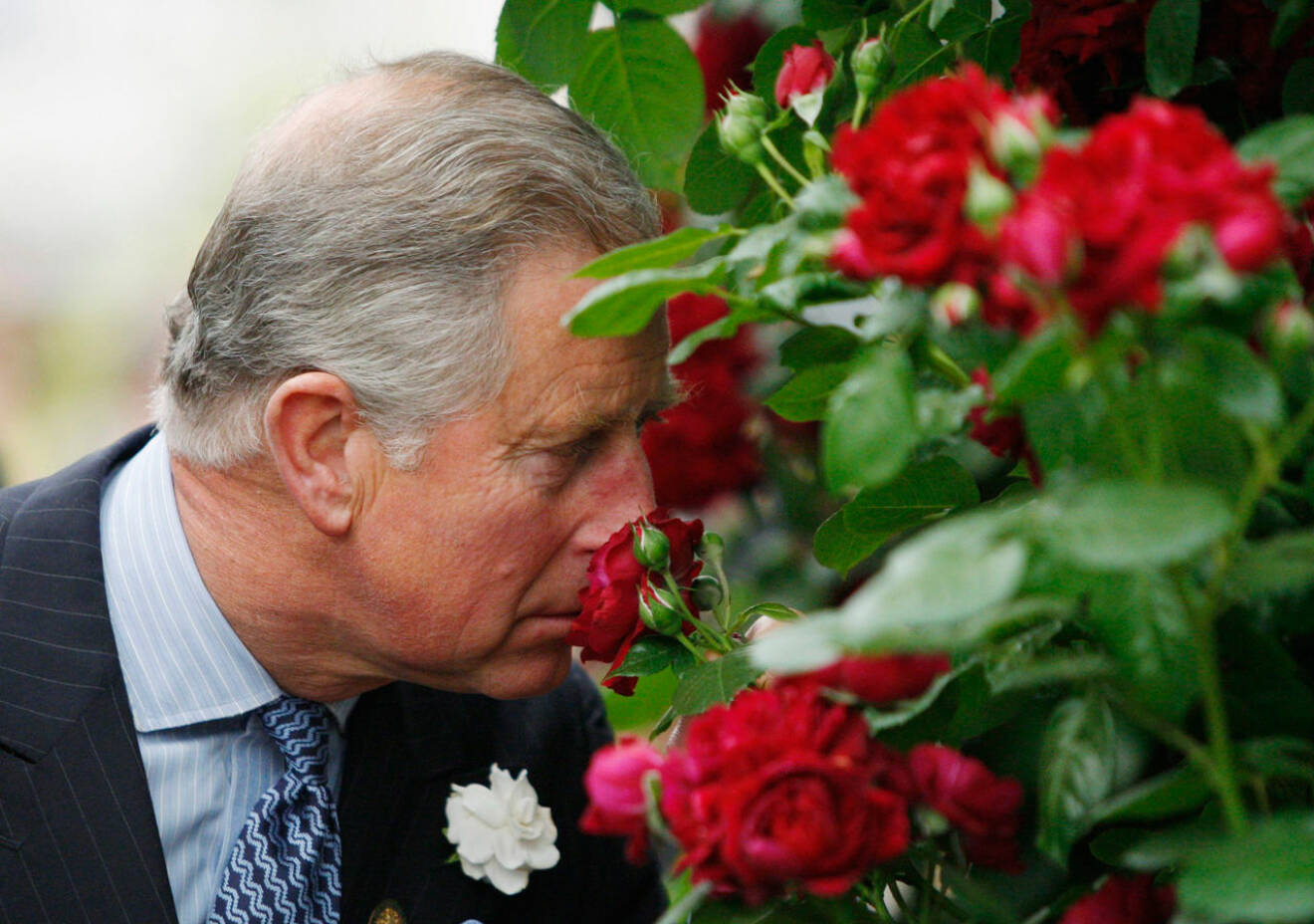 Prins Charles luktar på rosorna.