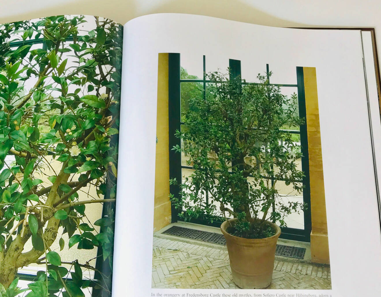 Danska kungafamiljens myrtenbuske står i orangeriet på Fredensborgs slott. Bilden visar boken Royal Flower Glory av Erik Buch (utgiven 2004).