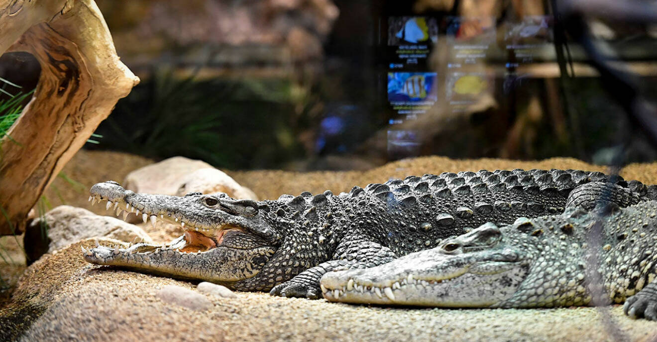 Krokodil-skansen