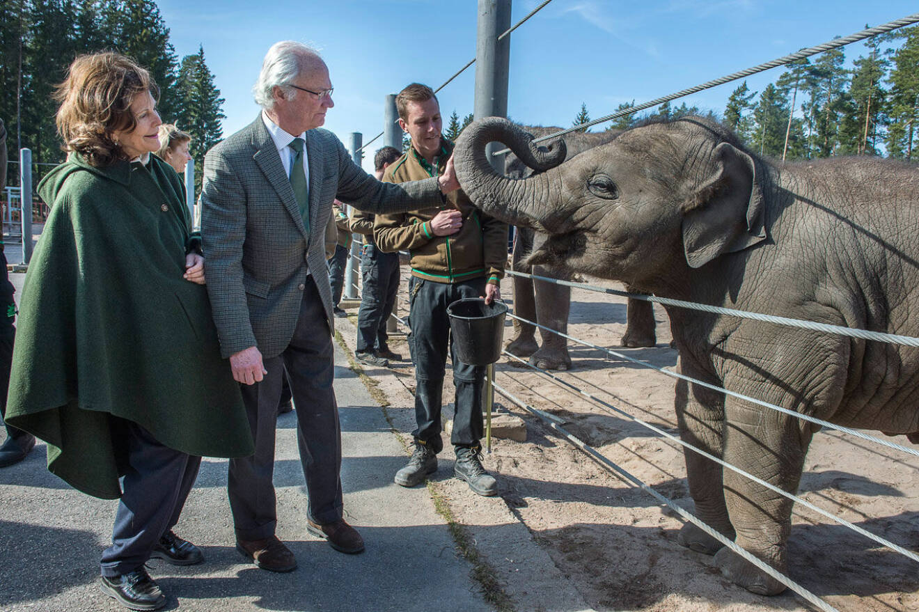 Kungen och drottning med sina elefanter på Kolmården 2015.