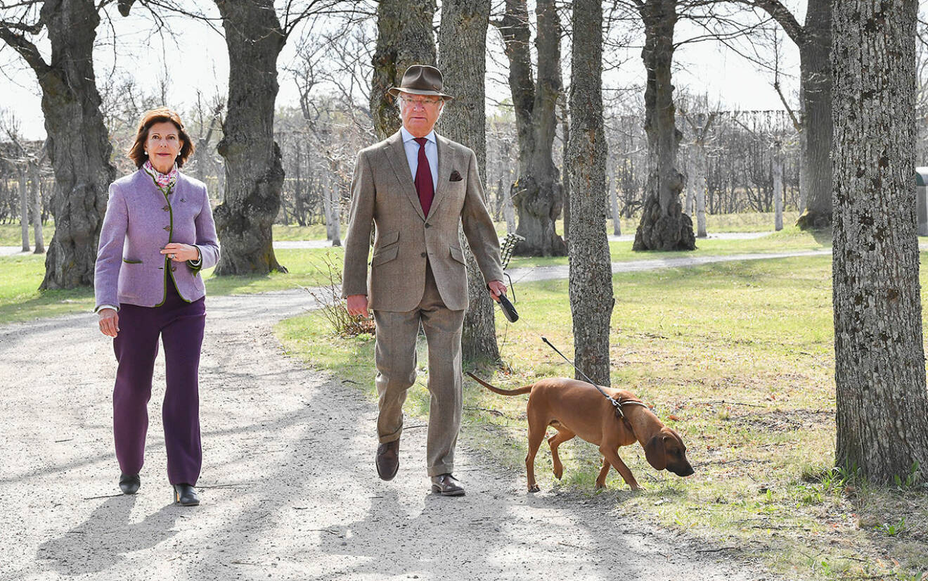 Kung Carl Gustaf och drottning Silvia på promenad med hunden Brandie vid Stenhammars slott