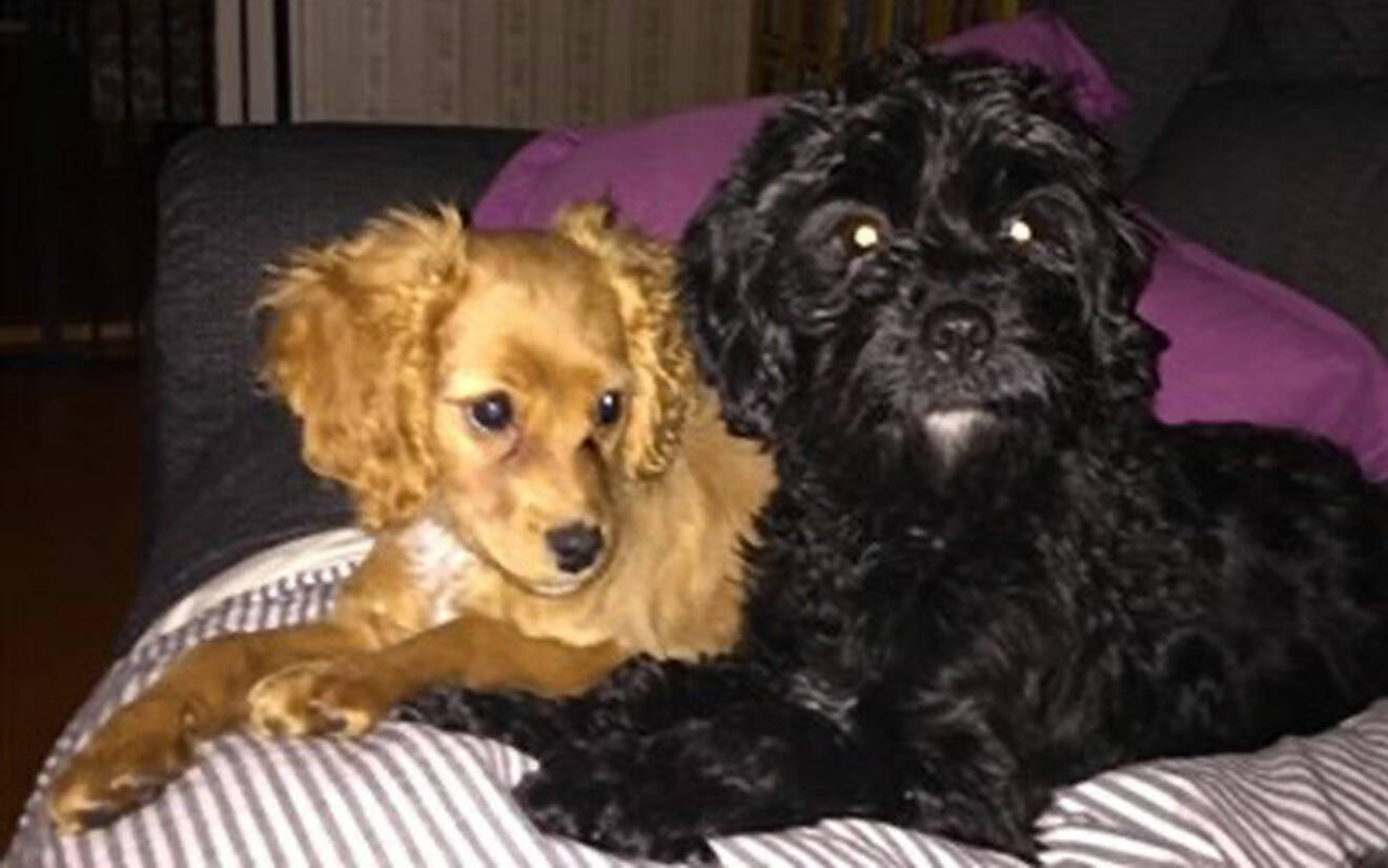 Två cavapoo-hundar, samma ras som Victorias hund Rio