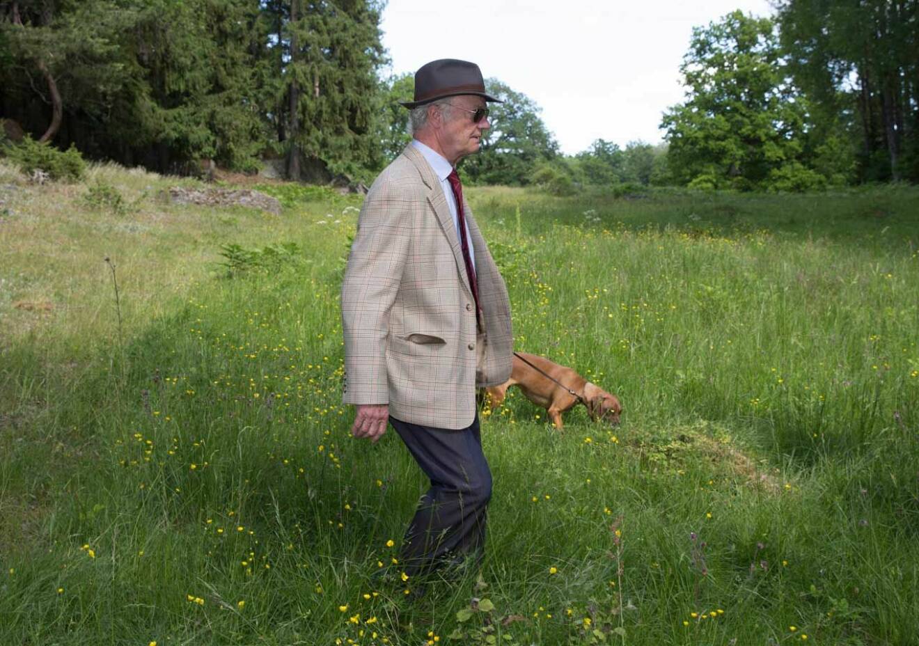 Kungen på promenad på Stenhammar med sin bayerska viltspårhund Brandie.