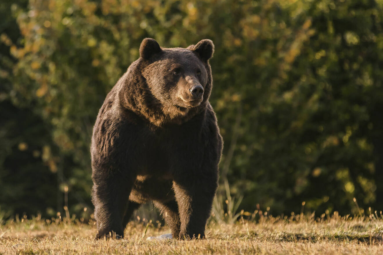 Björnen som Prins Emanuel av Liechtenstein sköt i Rumänien