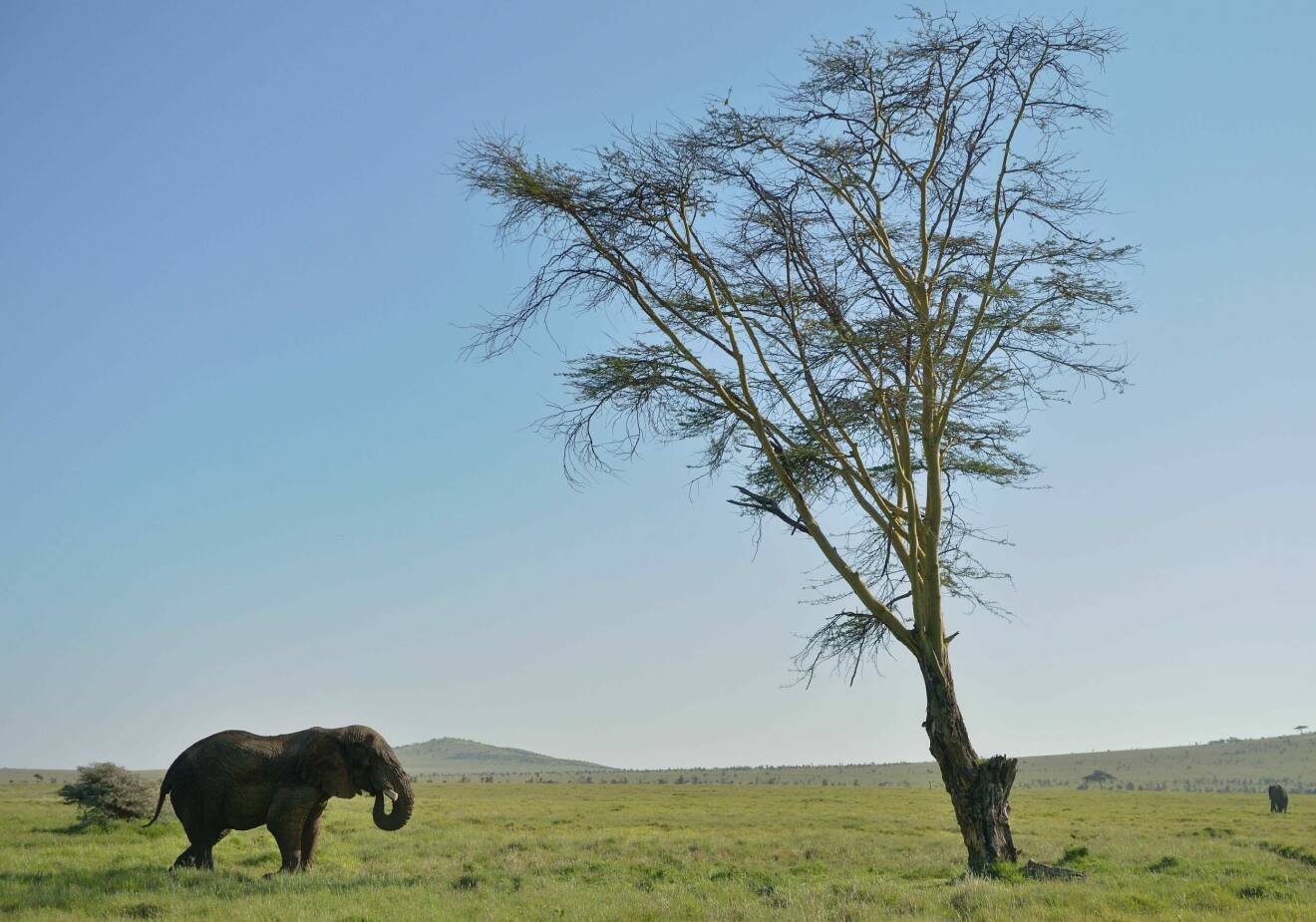 Naturreservatet Lewa Reserve i norra Kenya