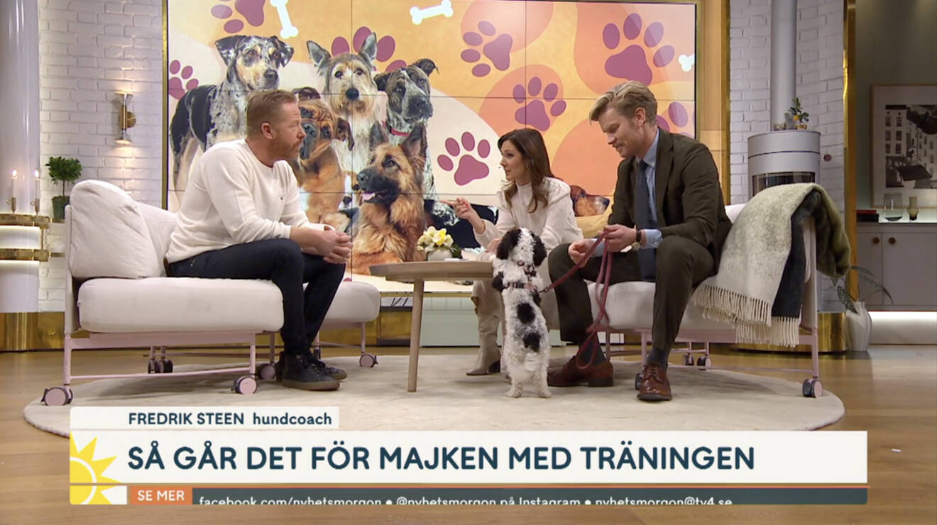 Hundcochen Fredrik Steen med programledarna Maria Forsblom,Martin Järborg och Martins hund Majken i Nyhetsmorgon
