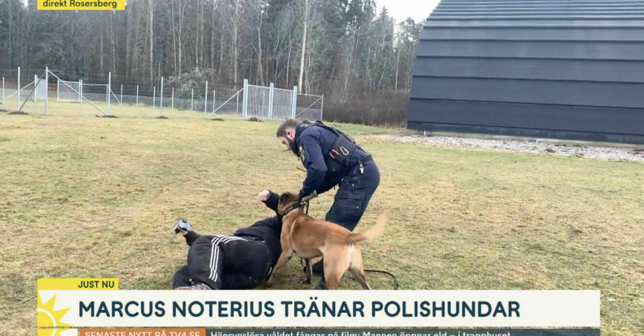 Marcus Noterius blir biten av polishund i TV4