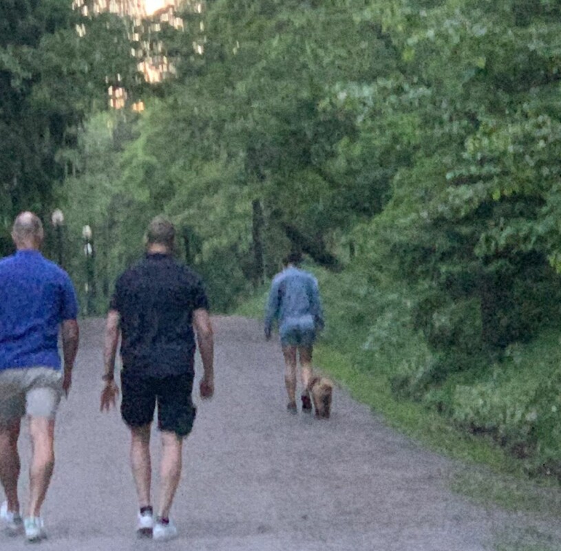 Kronprinsessan på hundpromenad. Kronprinsessan Victoria privat Promenad med hunden Rio Cavapoo