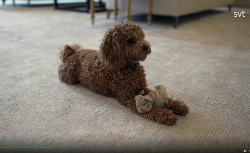 Prins Oscars bästis Rio leker med en hopknuten strumpa hemma på mattan på Haga slott. En bild från SVT:s Året med kungafamiljen 2020. Kronprinsessan Victorias hund Rio Cavapoo Haga slott