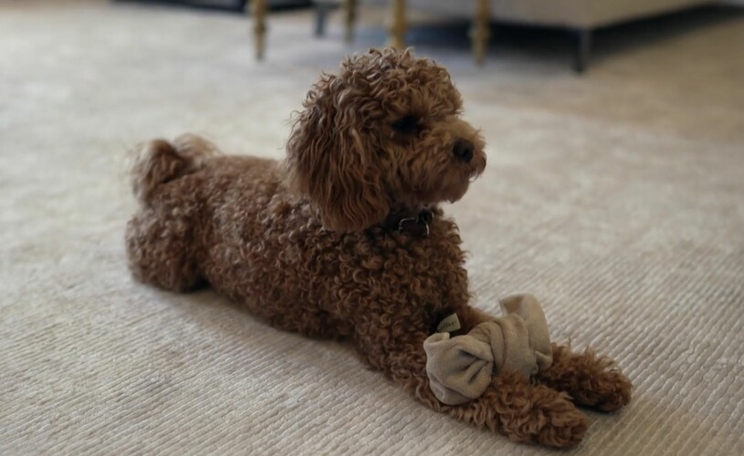 Rio Bernadotte håller hov hemma på Haga, missa inte den hopknutna strumpan. Kronprinsessan Victorias hund Rio Cavapoo SVT Året med kungafamiljen 2020 Blandrashund