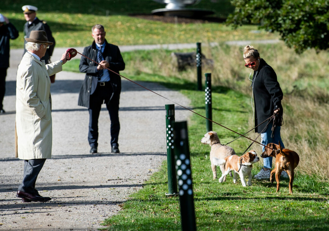 Brandie trasslar in sig. Den här situationen känner alla hundägare igen. Kungen på promenad med sin hund Brandie