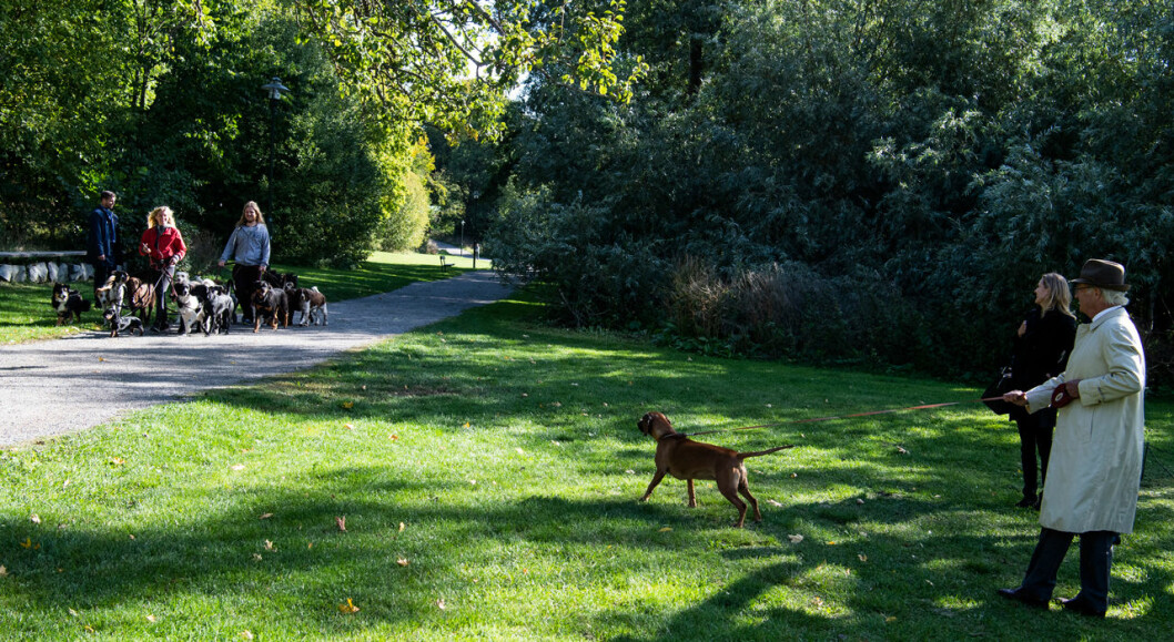 När Brandie och kungen mötte hundflocken. Kungen med hunden Brandie på Djurgården