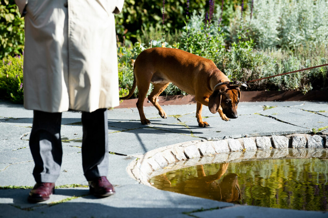 Så charmigt att kungen tog med sig Brandie! Kungens hund Brandie en bayersk viltspårhund