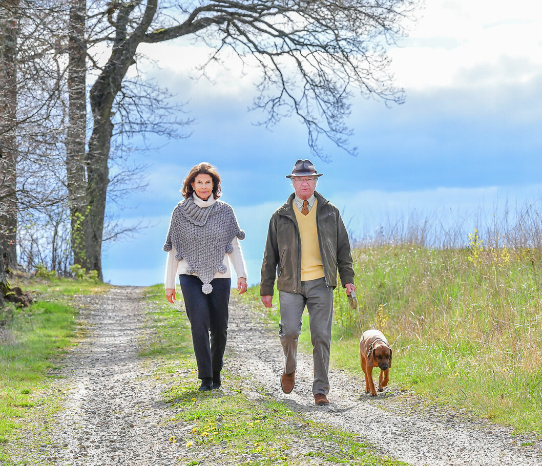 Viltspårhunden Brandie älskar de långa promenaderna med husse och matte! nya bilder kungaparet stenhammar