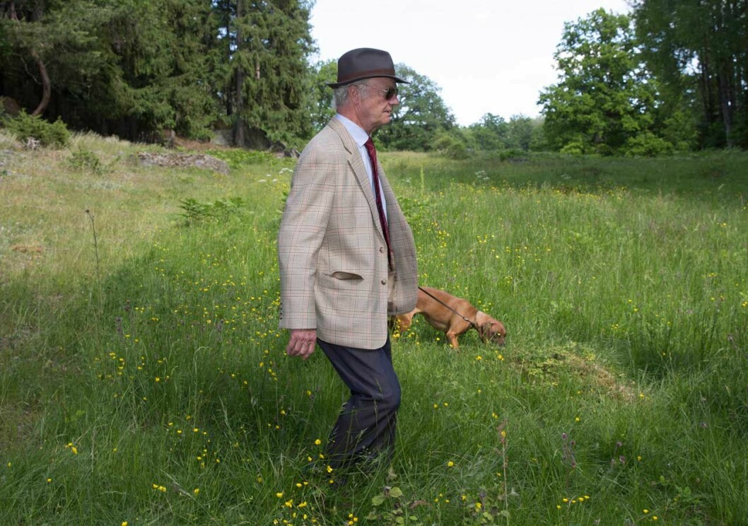 På språng med Brandie. Hon är alltid där husse kungen är. Kungen på promenad på Stenhammar med sin bayerska viltspårhund Brandie.