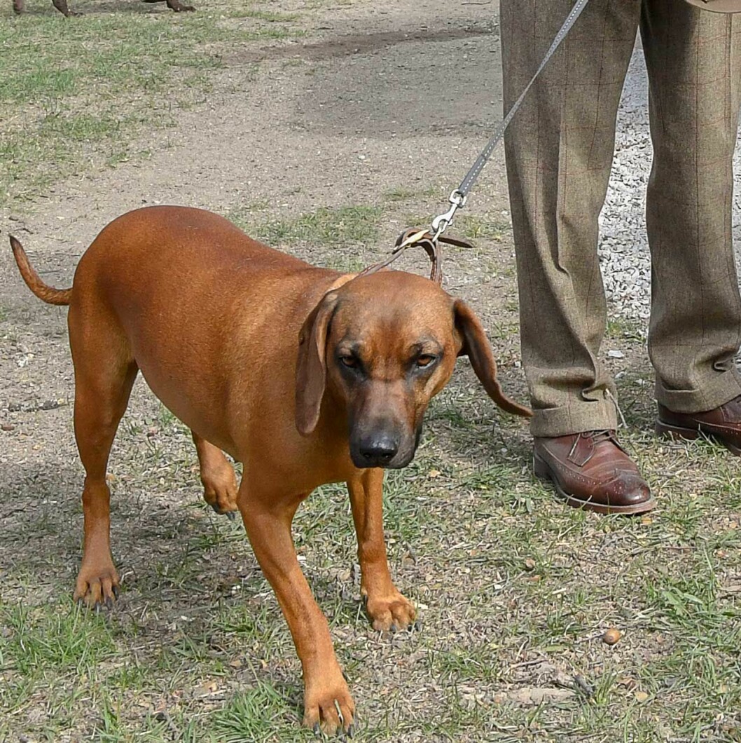Kungen med sin vovve. Kungens bayerska viltspårhund Brandie.