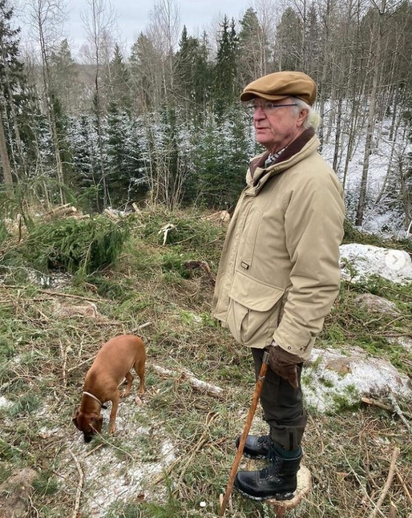 Kungen överser avverkningen av granar på Stenhammars ägor. kungen brandie stenhammar