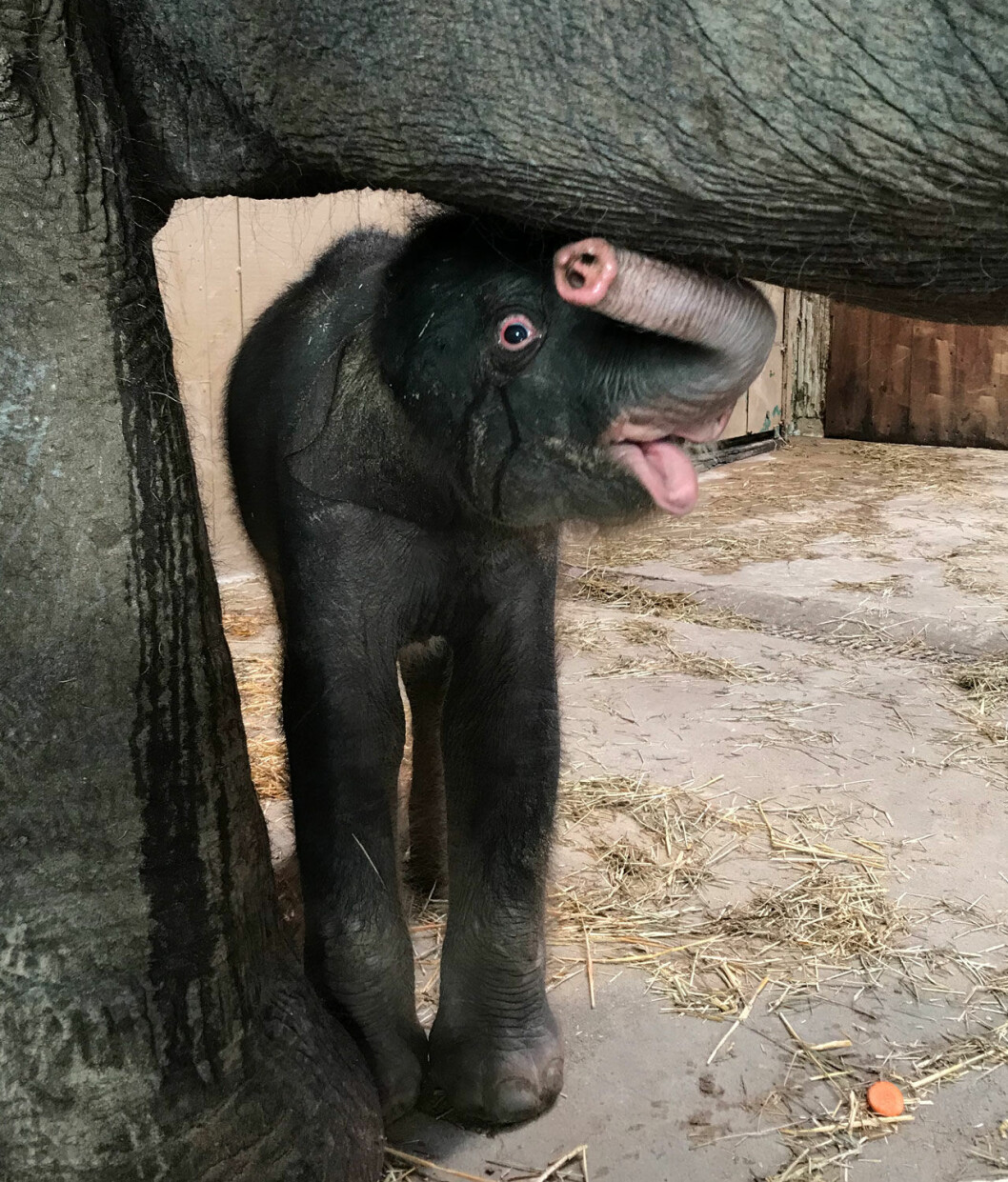 Kungens nyfödda elefant. Sötchock! Kungens nyfödda elefant på Kolmården.