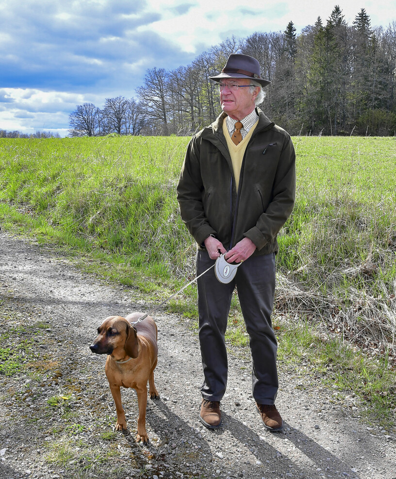 Kungen är hedersordförande i Svenska Kennelklubben, och han har en renrasig hund: Bayerska viltspårhunden Brandie. Kungen hunden Brandie bayersk viltspårhund