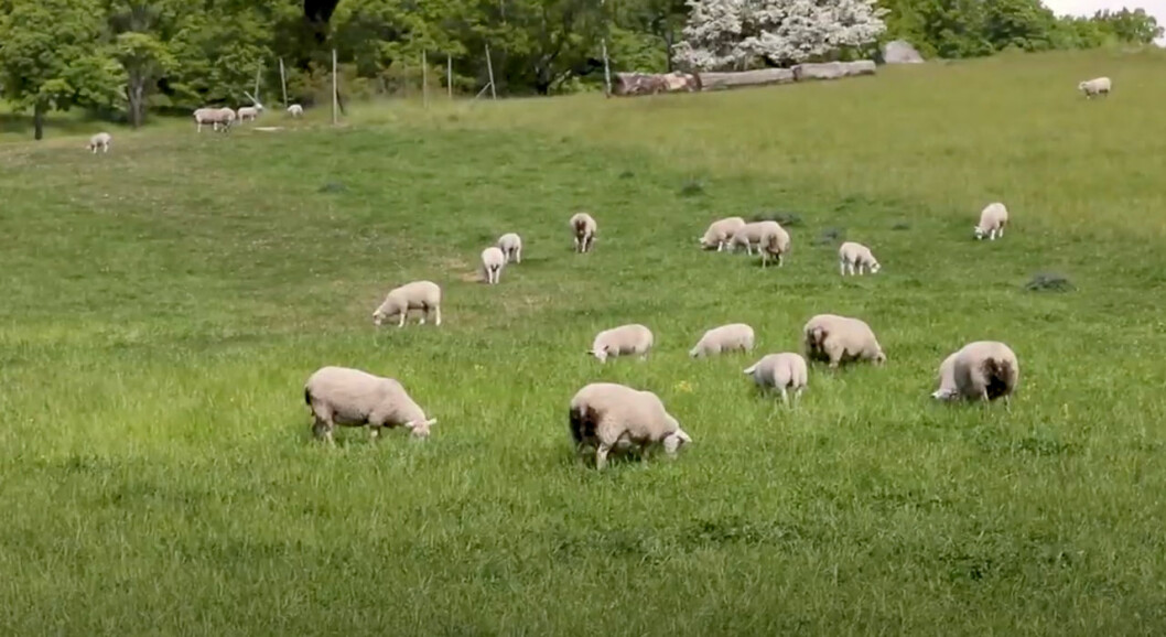 Kungens får på sommarbete i Nationalstadsparken. Kungens får.