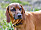 Kungens hund Brandie bayersk viltspårhund