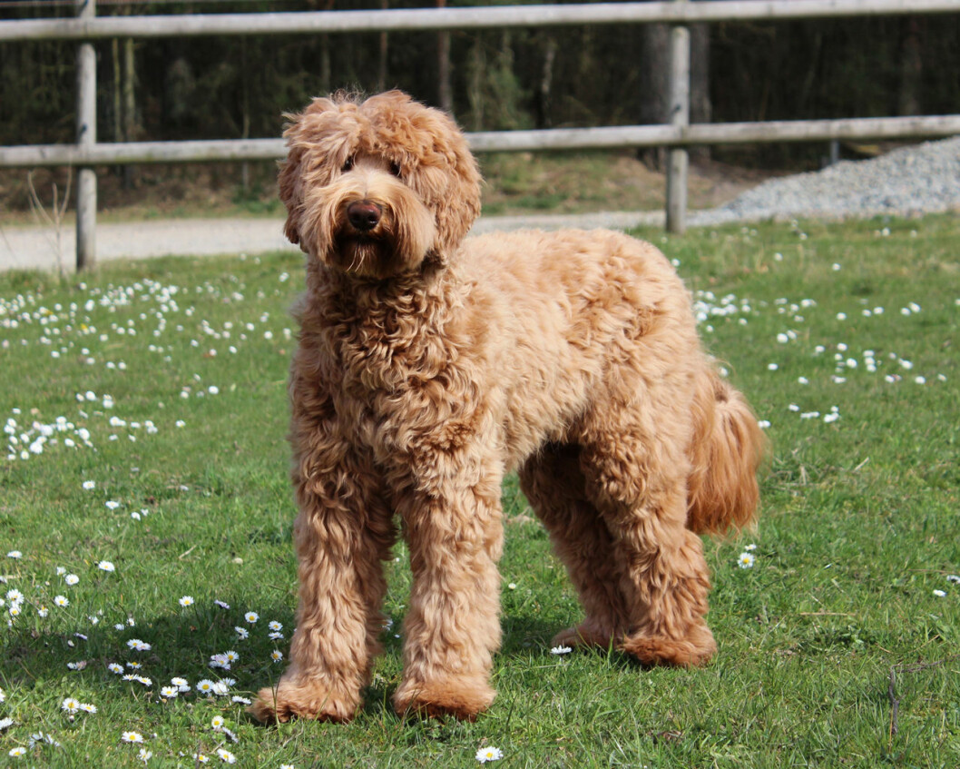 Labradoodle är en blandras där man använt pudel och labrador. Här kennel Humlamadens Mimosa, aprikos och med fleecepäls. Likheten med Teddy Bernadotte är slående. Labradoodeln Humlamadens Mimosa