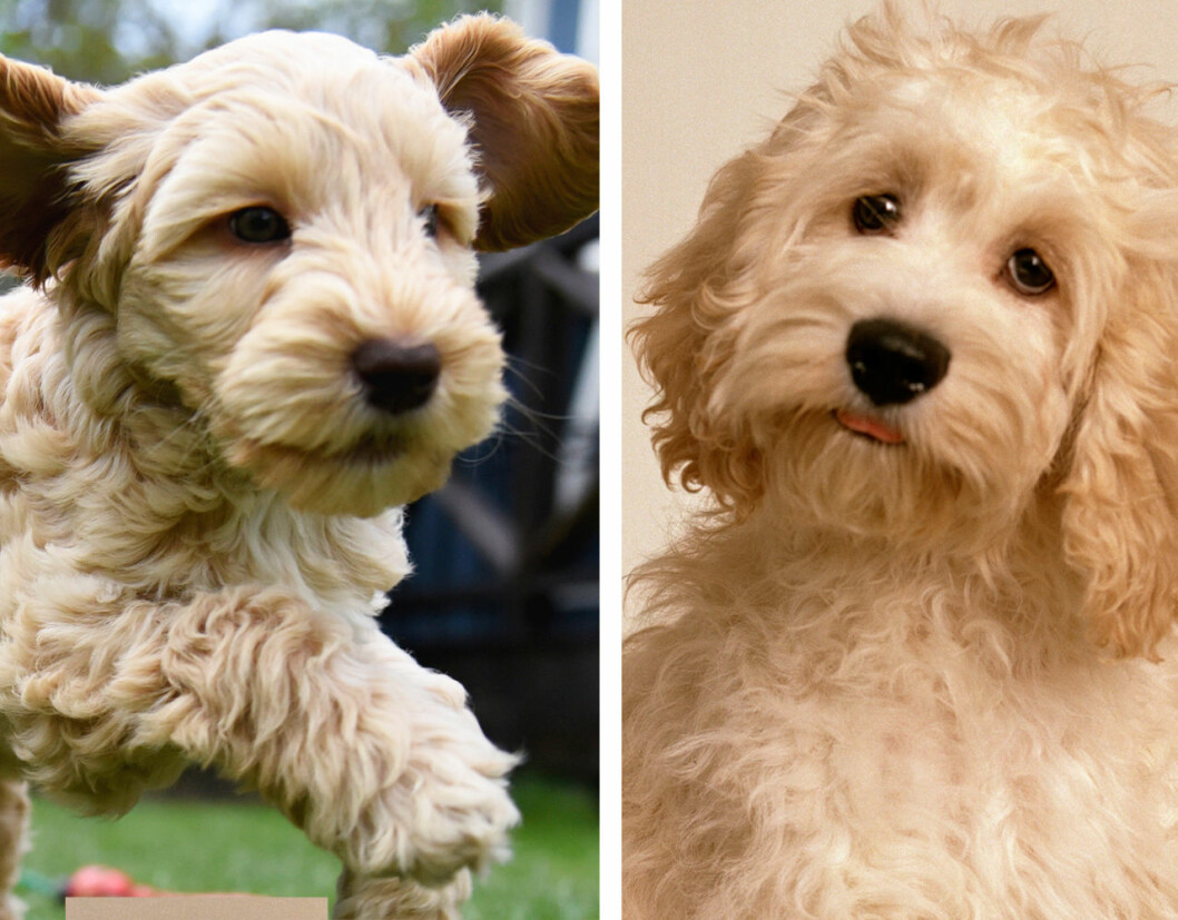 Sanningen om prinsessan Madeleines hund Teddy Svensk Dam