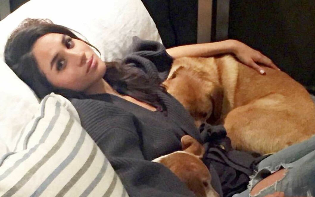När Meghan träffade prins Harry var hon matte till två hittehundar, labrador- och schäferblandningen Bogart och beaglen Guy. När Meghan träffade prins Harry var hon matte till två hittehundar, labrador- och schäferblandningen Bogart och beaglen Guy.