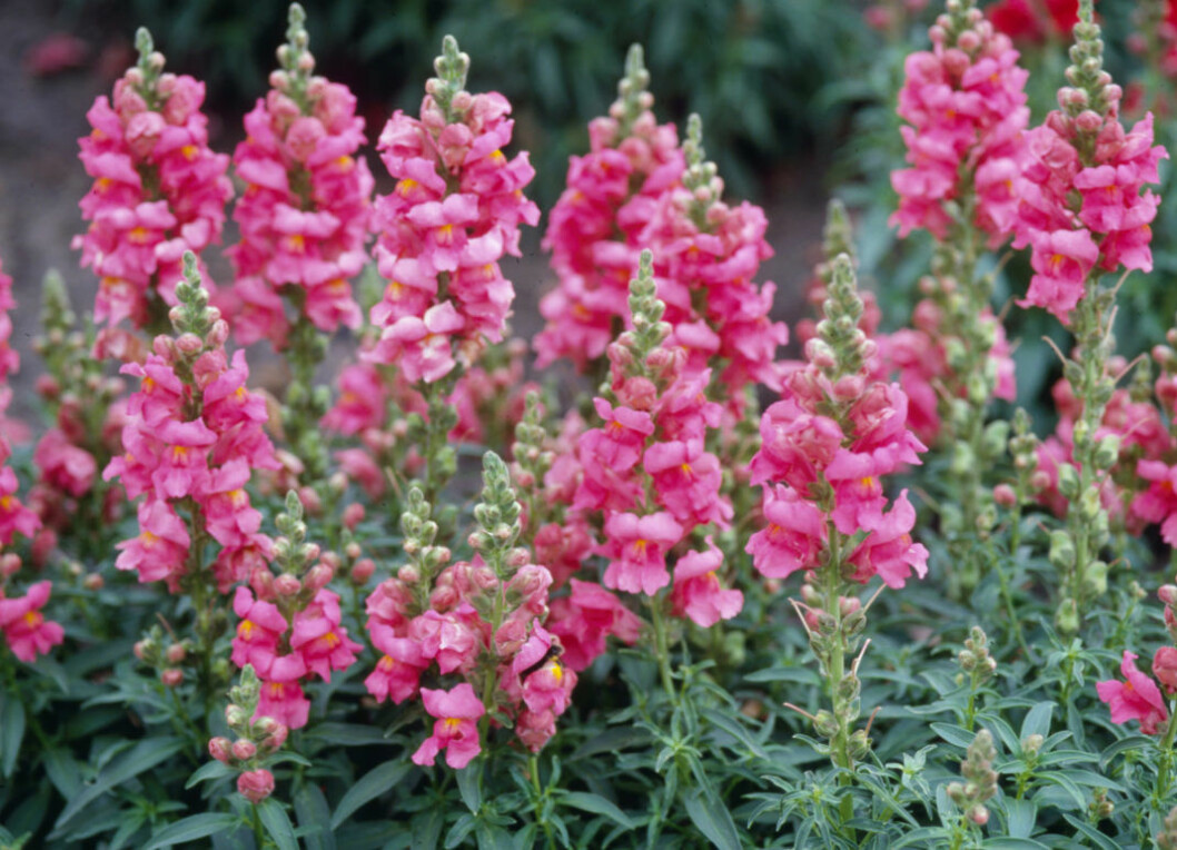 Lejongap, snapdragons Antirrhínum május Foto: IBL Bildbyrå /Åke Lindaus samling