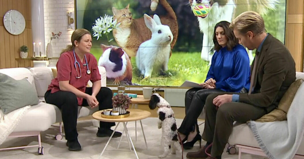 Majken Järborg är en nyfiken liten dam – det blir tydligt i Nyhetsmorgon! Soraya Lavasani, Martin Järborg och Martins hund Majken i Nyhetsmorgon