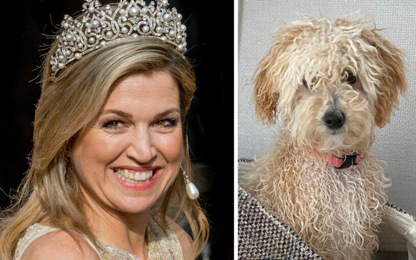 Sådan matte, sådan hund? Drottning Máximas nya kelgris Mambo. Drottning Máxima Nya hunden