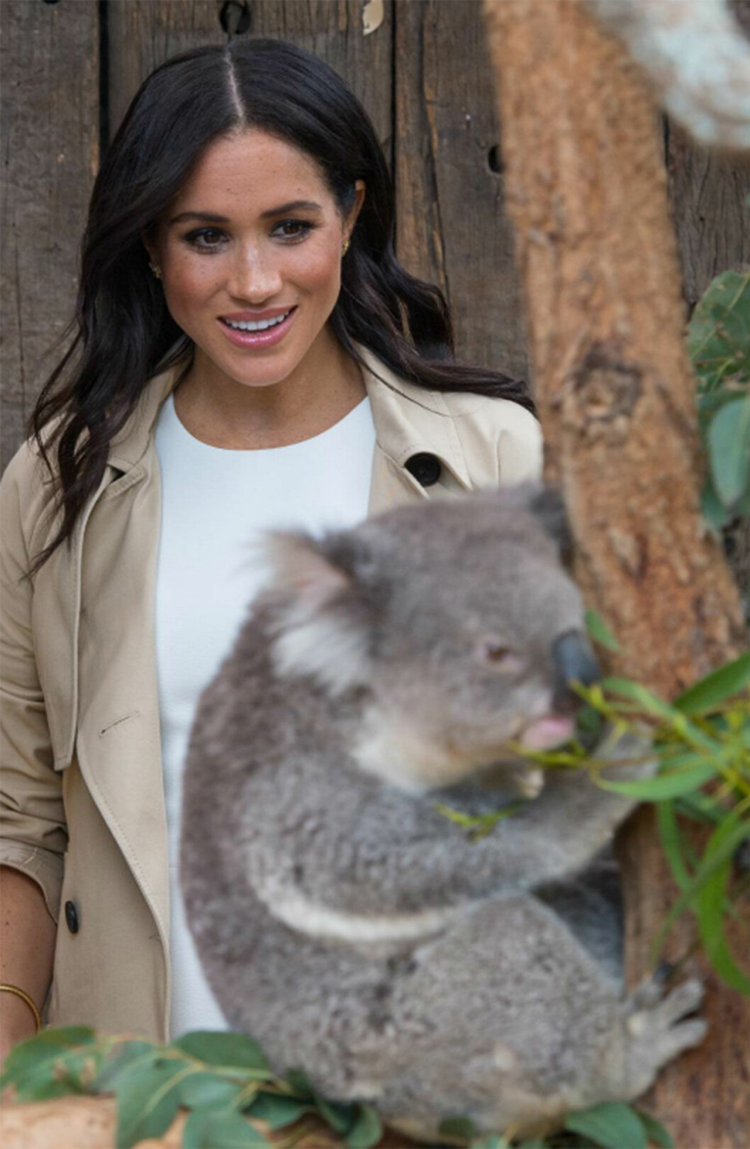 Meghan Markle klappar koalor.