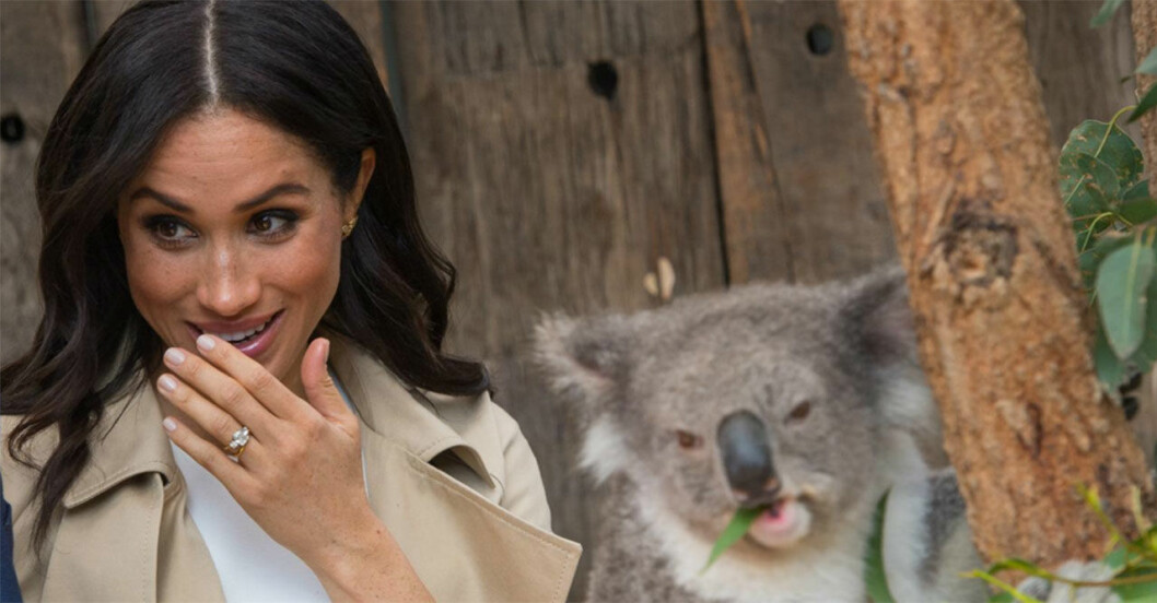 Meghan Markle och koala.