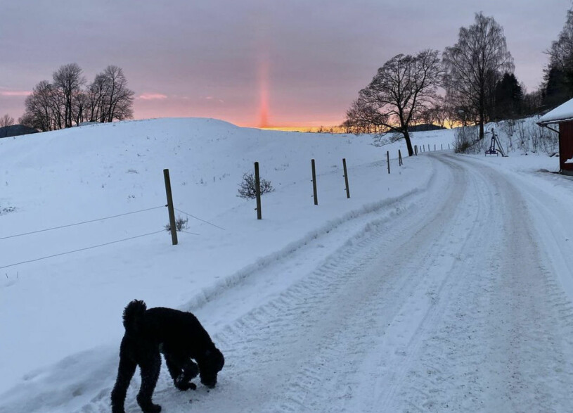 Mette-Marits fina bild från hundpromenaden.